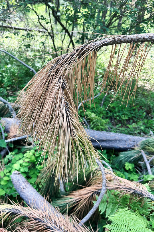 Intro to Pine Needle Basketry (July 12th, 1-5pm • Boulder)